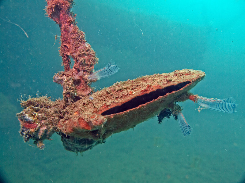 Wreck, Shells, El Capitan